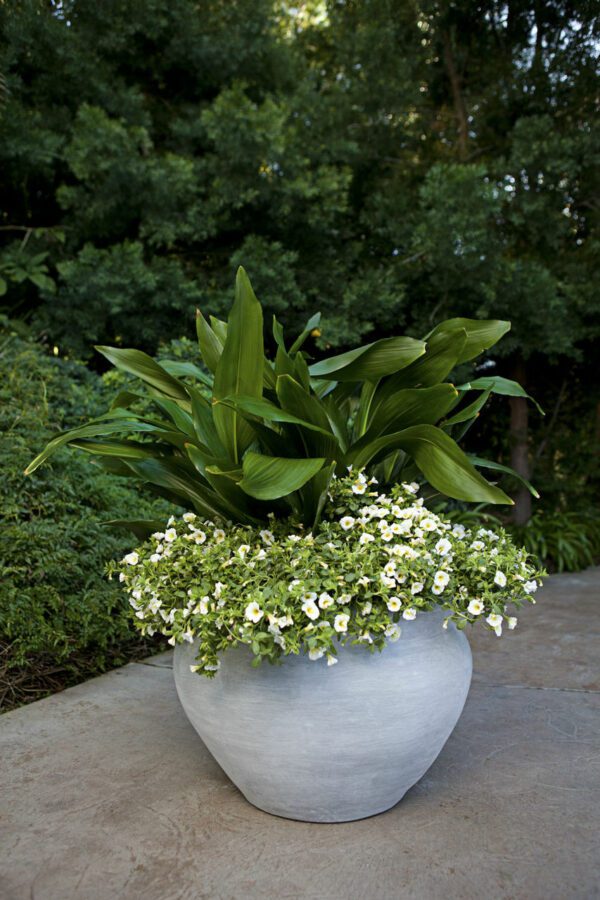 Garden White Color Bell Jar Planter