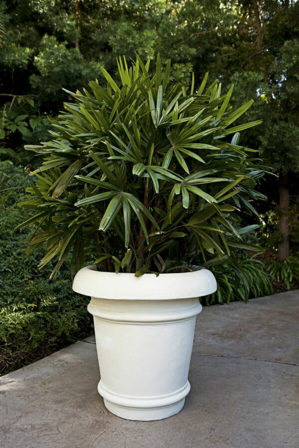 Bullnose Planter Limestone Color With Plant